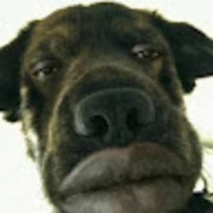 Meet your Posher, Zack schwanzl